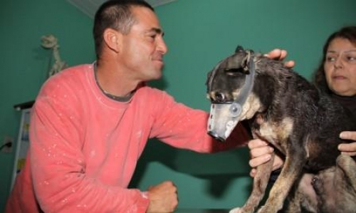 Pintor Salva Cachorro Enterrado Vivo Na Areia Da Praia ND Mais