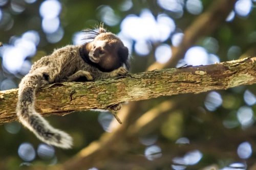 Macaco sagui em estado selvagem no rio de janeiro brasil