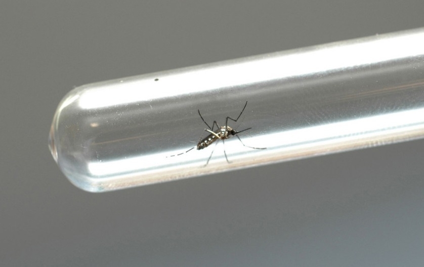 O mosquito é transmissor de doenças como dengue, zika e chikungunya - Venilton Kuchler/ANPr/Divulgação