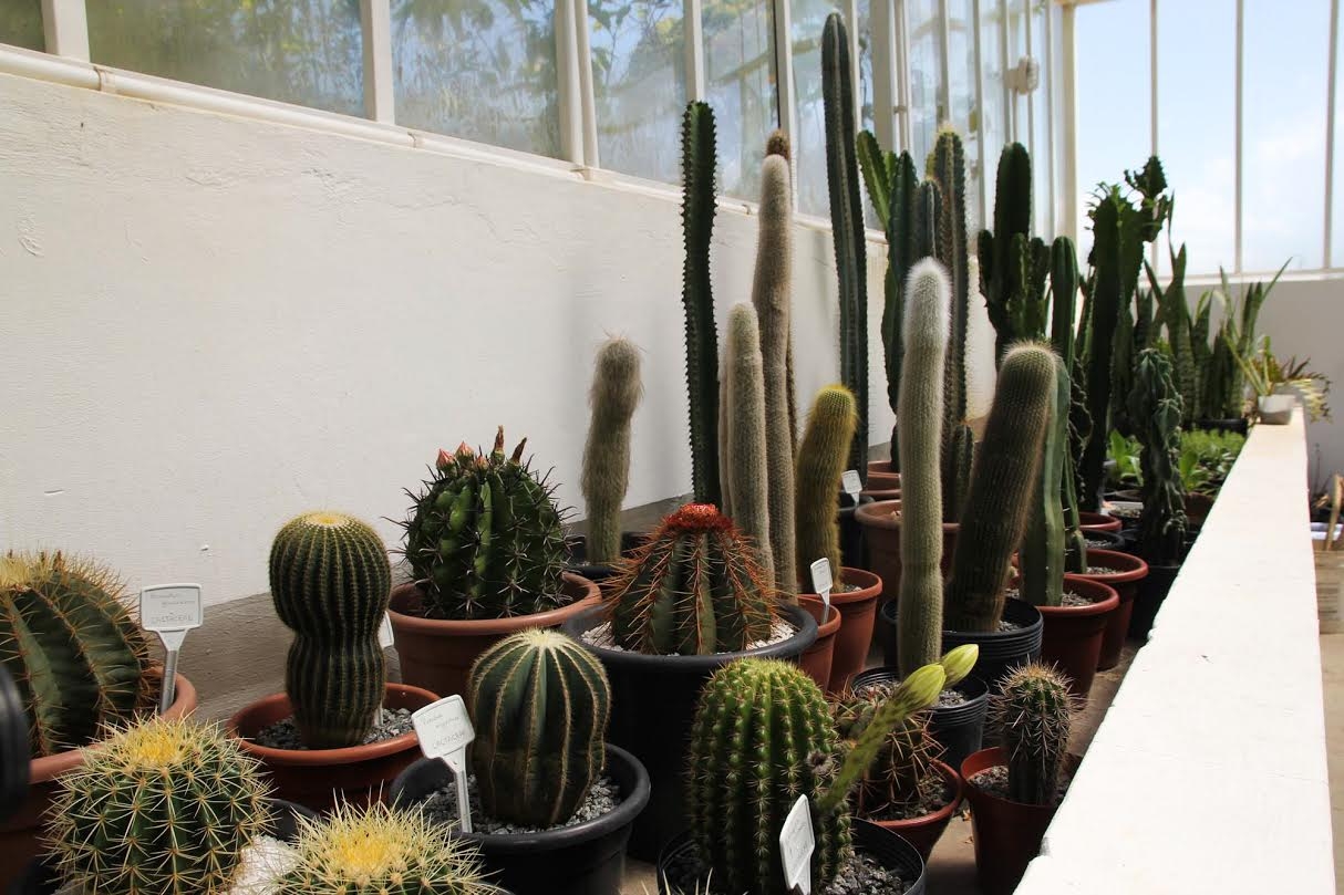 A cole&ccedil;&atilde;o inclui cerca de 100 mudas de cacto de diferentes lugares do Brasil, Peru e Austr&aacute;lia - Viviana Ramos/Secom/PMSJ/Divulga&ccedil;&atilde;o/ND