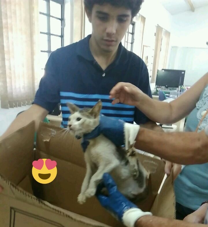 Fujão agora espera por um lar - Comcap/Divulgação/ND