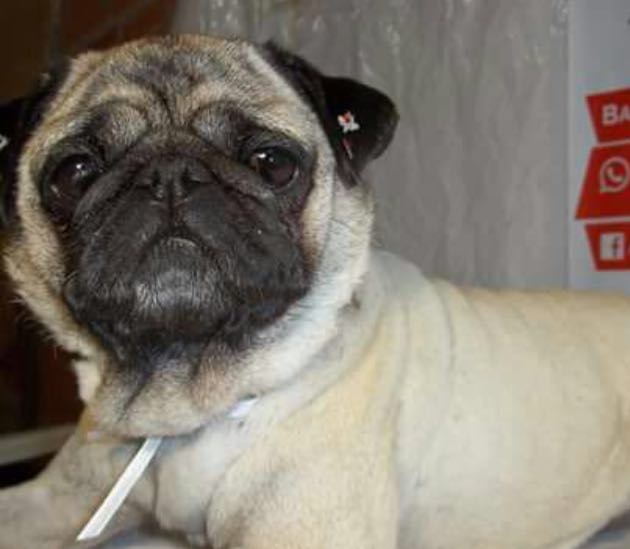 Pol&iacute;cia resgatou a cachorra Bebel que havia sido furtada em S&atilde;o Jos&eacute; - Divulga&ccedil;&atilde;o/ND