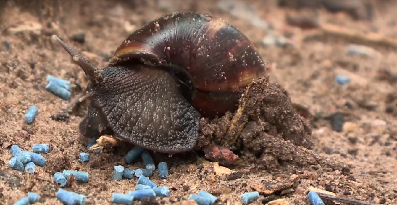 Infestação de caramujos africanos preocupa moradores do Sul da Ilha