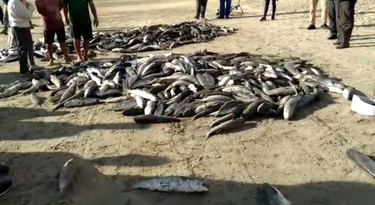 Captura De Tainhas Re Ne Pescadores Artesanais Em Balne Rio Cambori E