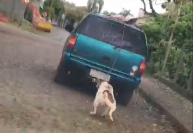 Cachorro Puxado Por Corda Em Caminhonete N O Tem Ferimentos Diz Ong