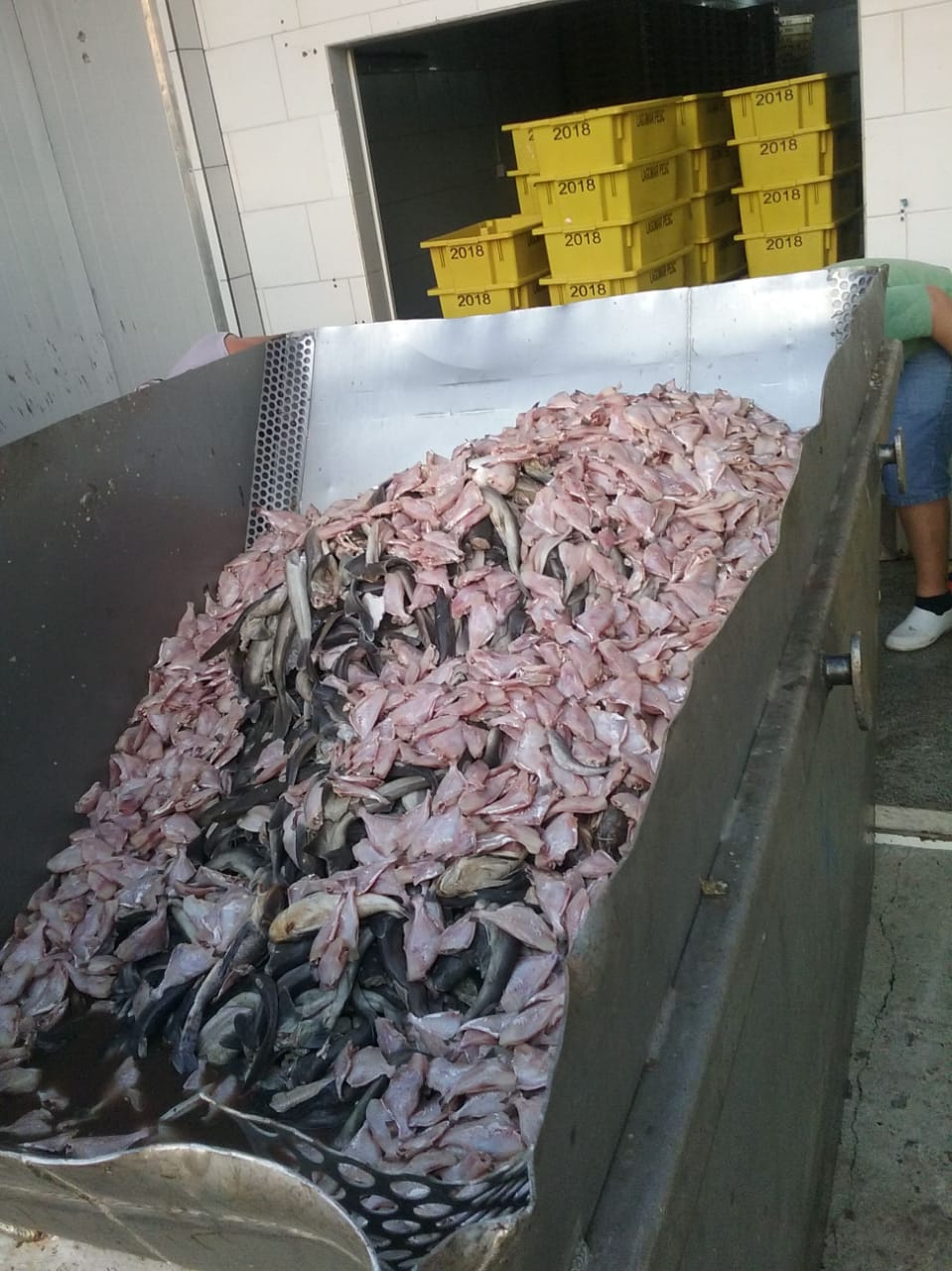 Polícia apreende 66 toneladas de pescados irregulares em Navegantes