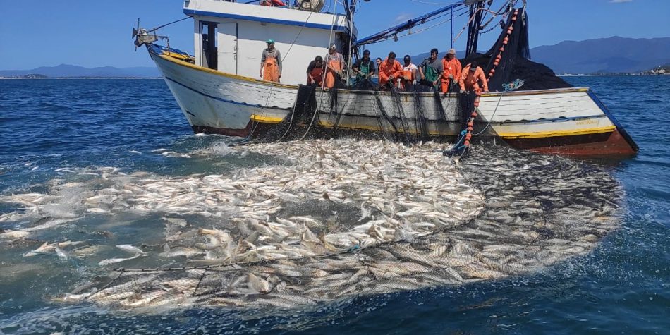 Pescadores são flagrados e multados por pesca ilegal em Florianópolis