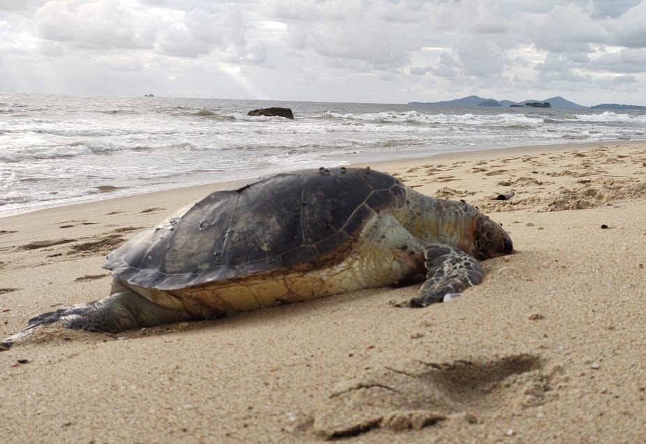 Tartaruga Verde Encontrada Morta No Litoral Norte De Sc