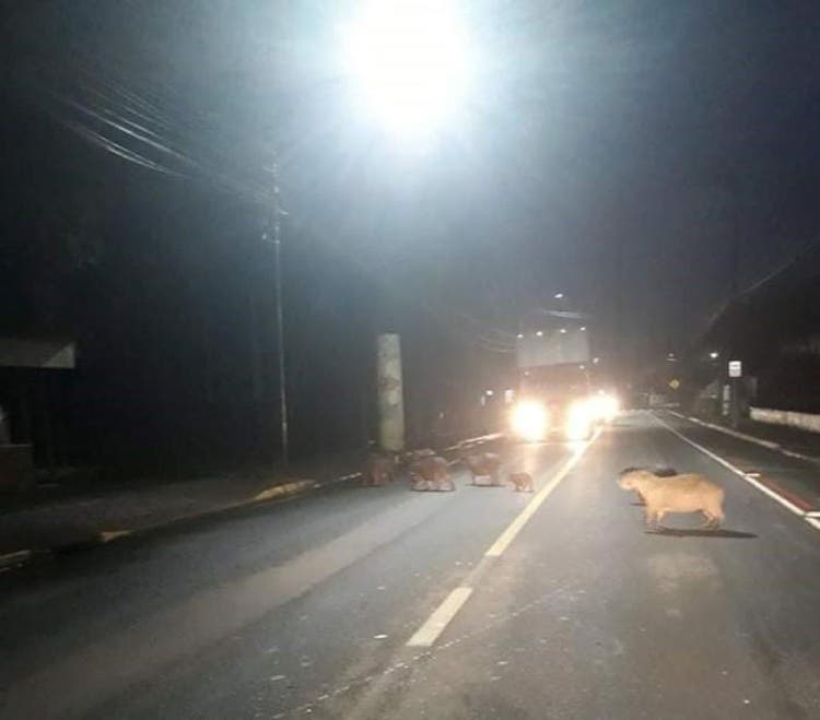 V Deo Fam Lia De Capivaras Flagrada Atravessando A Rua No Norte De Sc