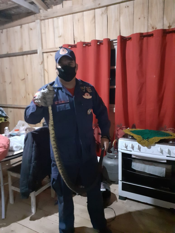 Que susto cobra é capturada dentro de casa em Garuva