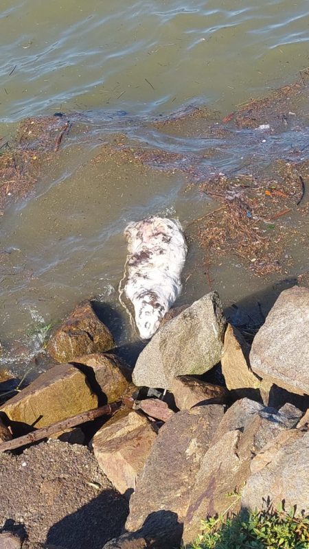 Mulher Acha Bicho Estranho Em Decomposi O No Mar Em Sc