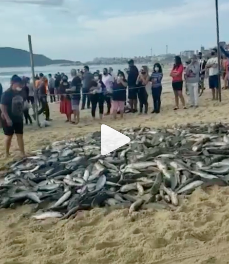 VÍDEO Pescadores capturam mais de 5 mil tainhas em Florianópolis neste