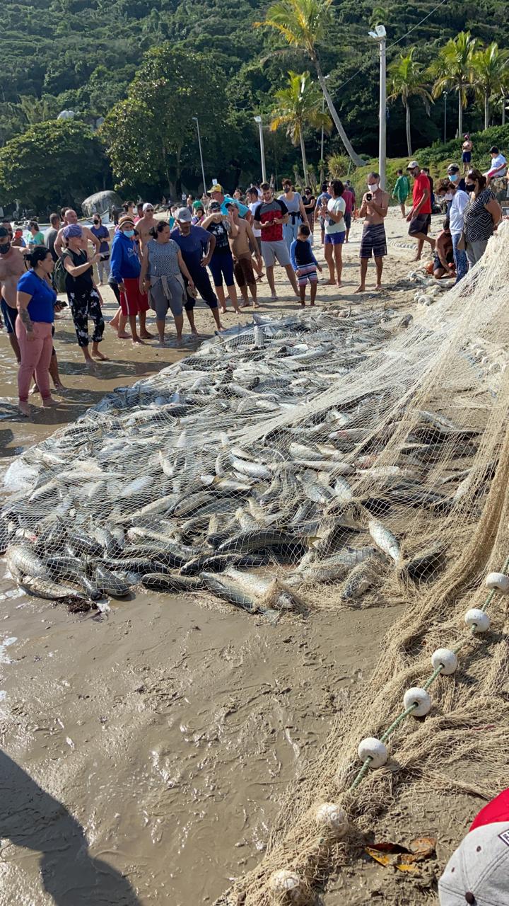 V Deo Pescadores Capturam Mais De Mil Tainhas Em Florian Polis Neste