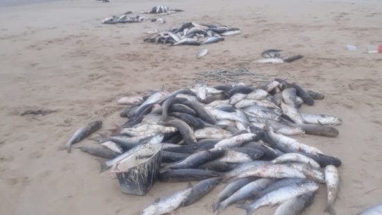 V Deo Pescadores Capturam Toneladas De Tainha Em Praia Do Sul De Sc