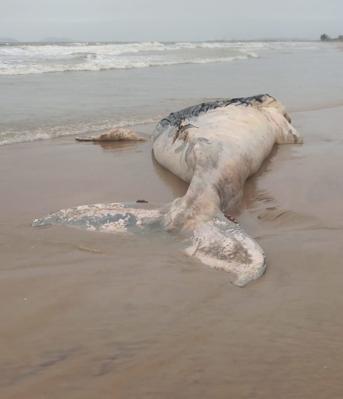 Mamífero gigante é encontrado morto em praia de Itapoá