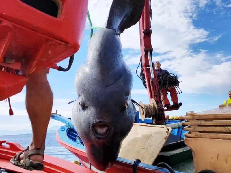 V Deo Impressionante Mostra Captura De Peixe Lua Gigante Na Espanha