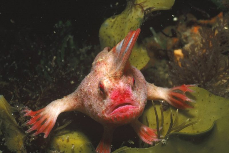 Peixe mãos é encontrado no fundo do mar e choca cientistas