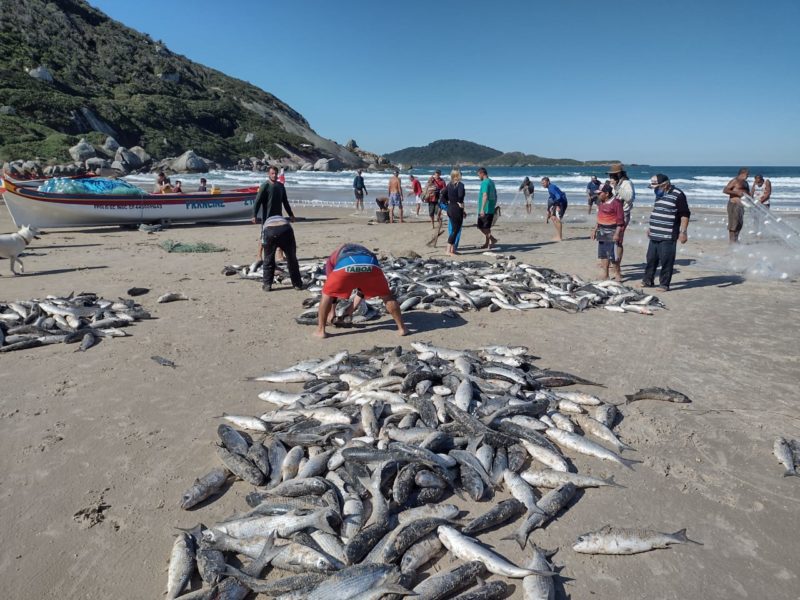 Safra Da Tainha Est Autorizado O In Cio Da Temporada De Pesca Em Sc