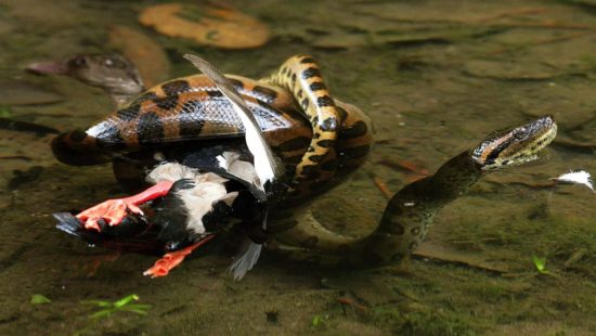 V Deo Sucuri Quase Arrastada Em Cachoeira Reage E Surpreende Turistas