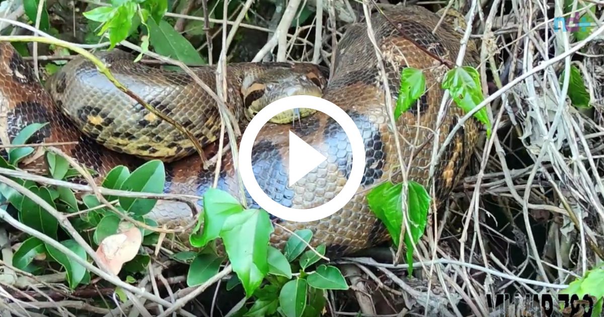 V Deo Sucuri Curiosa Mostra A L Ngua Em Flagrante No Pantanal