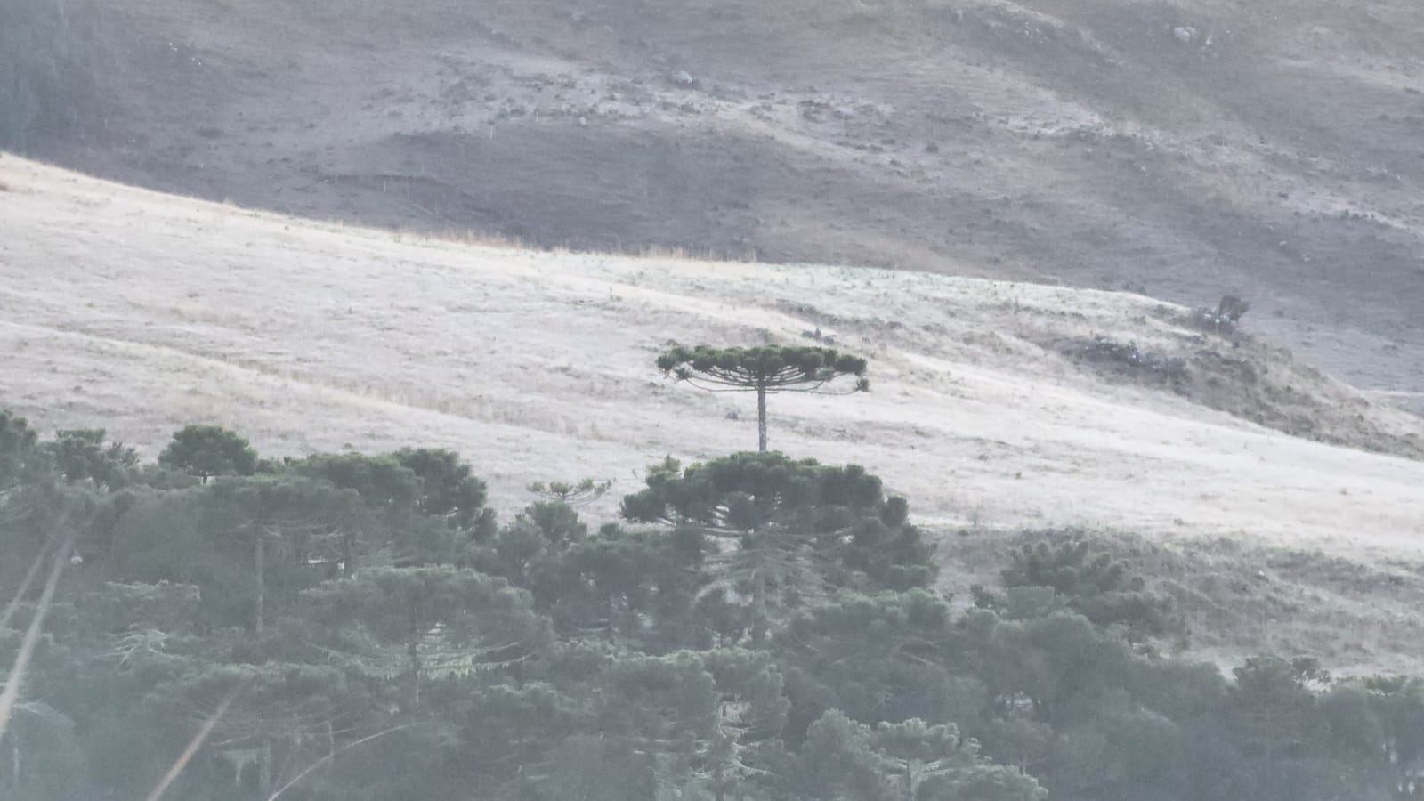 FOTOS Geada Transforma Paisagens Em SC E Quarta Feira Amanhece