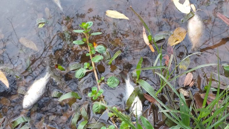 Peixes Aparecem Mortos Em Parque De Chapec E Intriga Autoridades