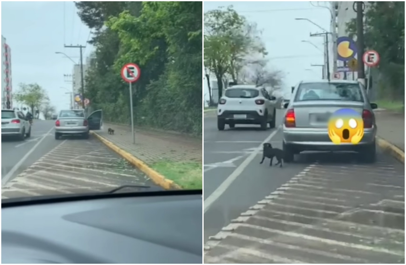 V Deo Cadela Abandonada Em Rua De Chapec E Imagens Chocam