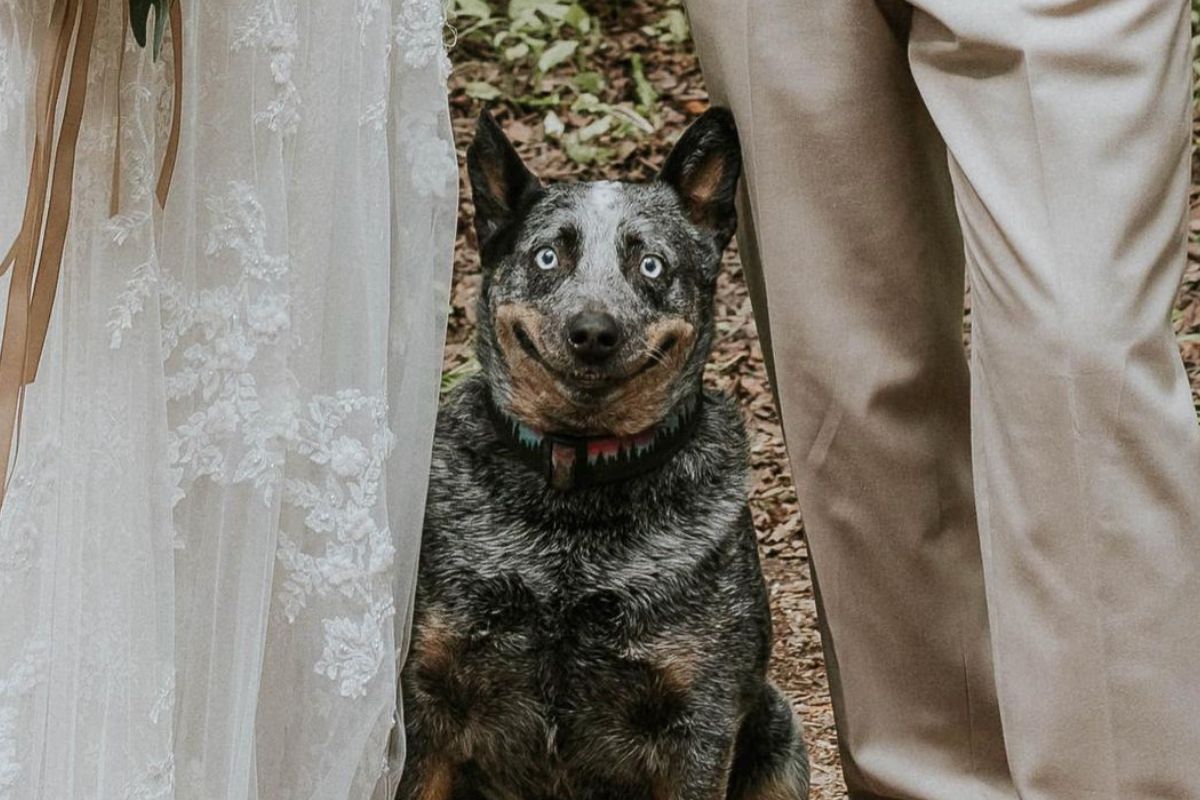 FOTOS Cadela Sorri Para Foto De Casamento E Viraliza Nas Redes Sociais