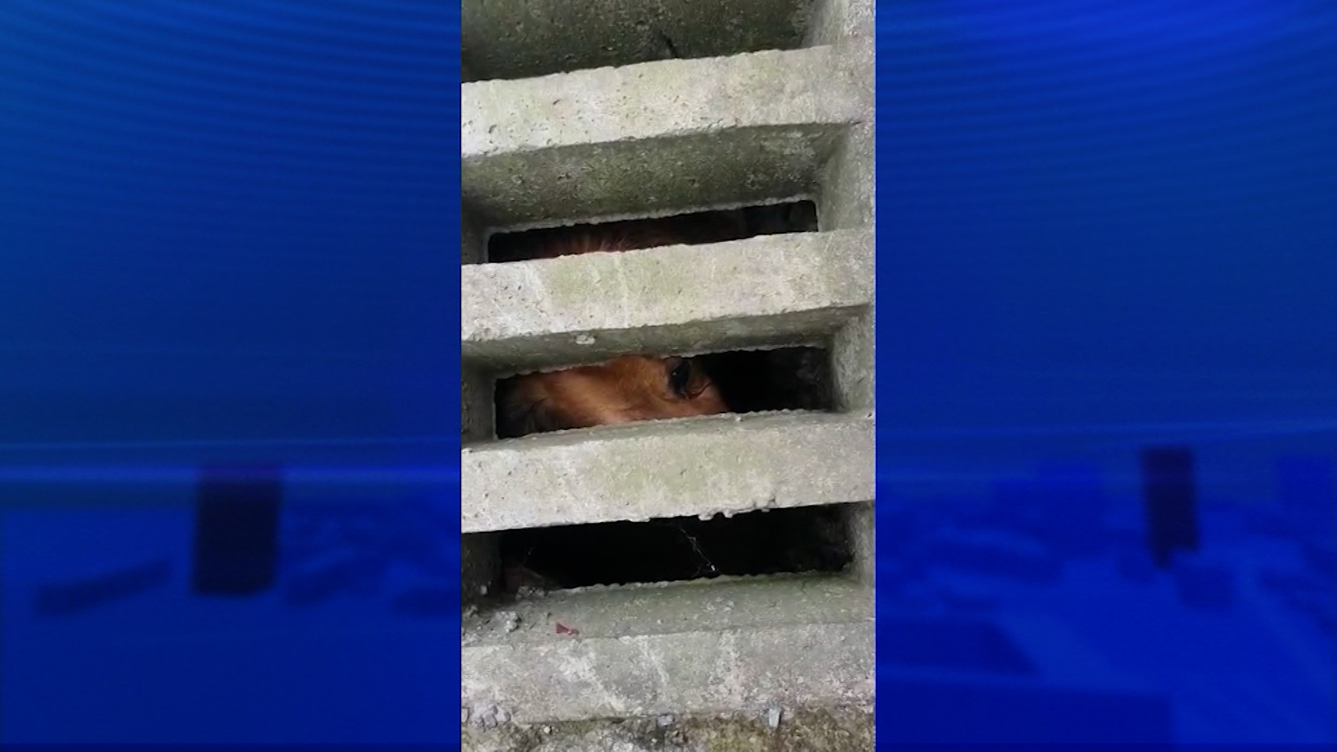 FOTOS Cachorro que ficou por mais de 11 horas preso em bueiro é