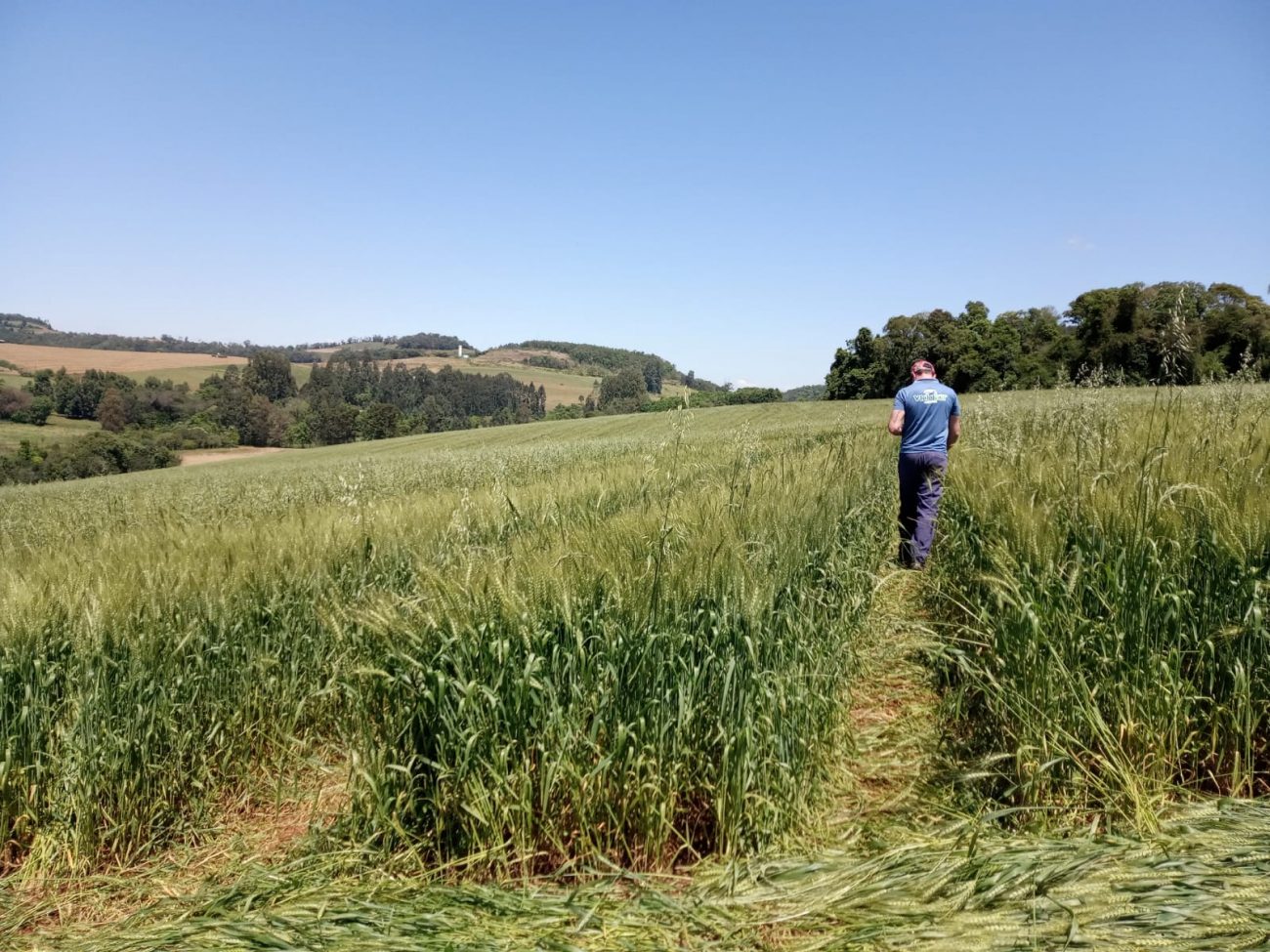 Agroglifo Em Ipua U Bate Recorde E Atrai Turistas Ben O Ou Maldi O