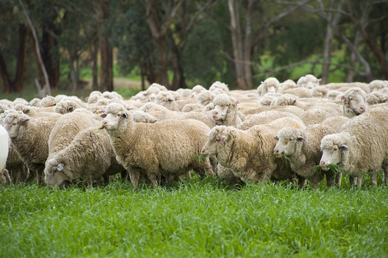 Descubra Como Funciona A Cria O De Ovelhas E Porque Ela Tem Crescido