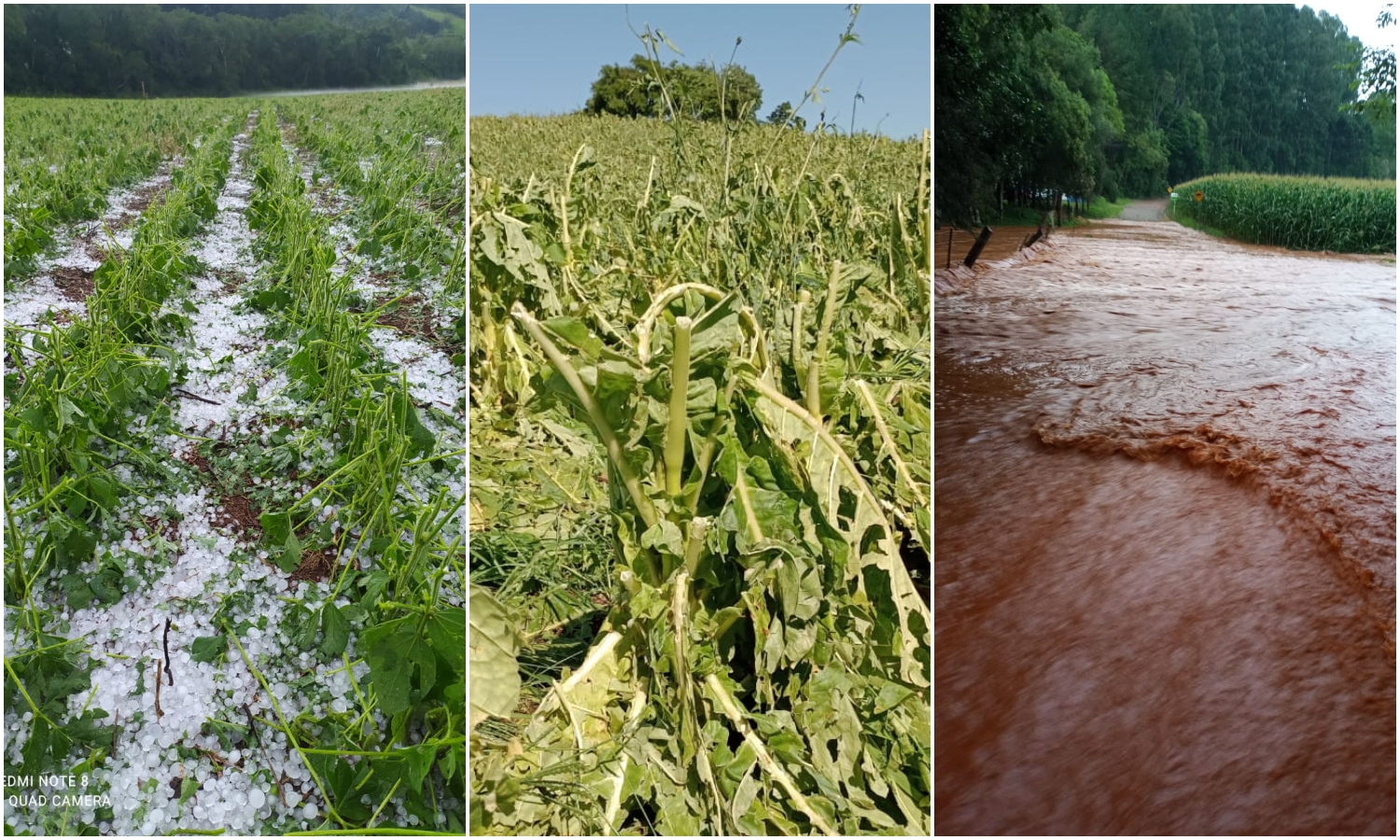 Tigrinhos decreta emergência após granizo devastar plantações de soja