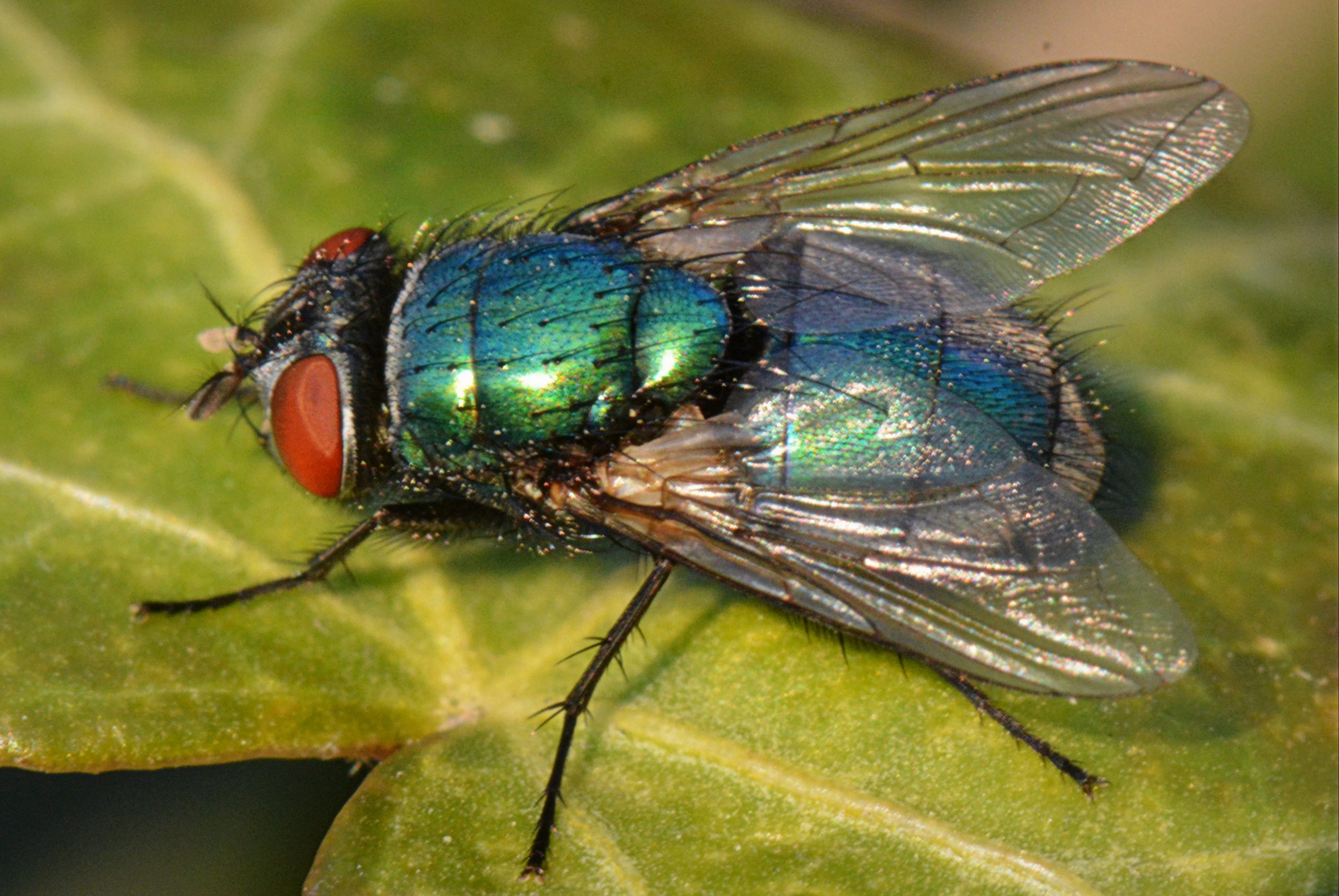 O Que A Virose Da Mosca Que Atinge Fortaleza Saiba Se H Casos Em Sc