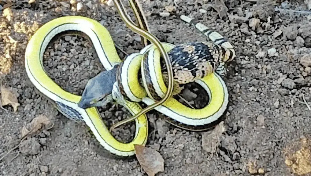 Agarrou Pelo Focinho Cobra E Lagarto Beb Fazem Triangulo De