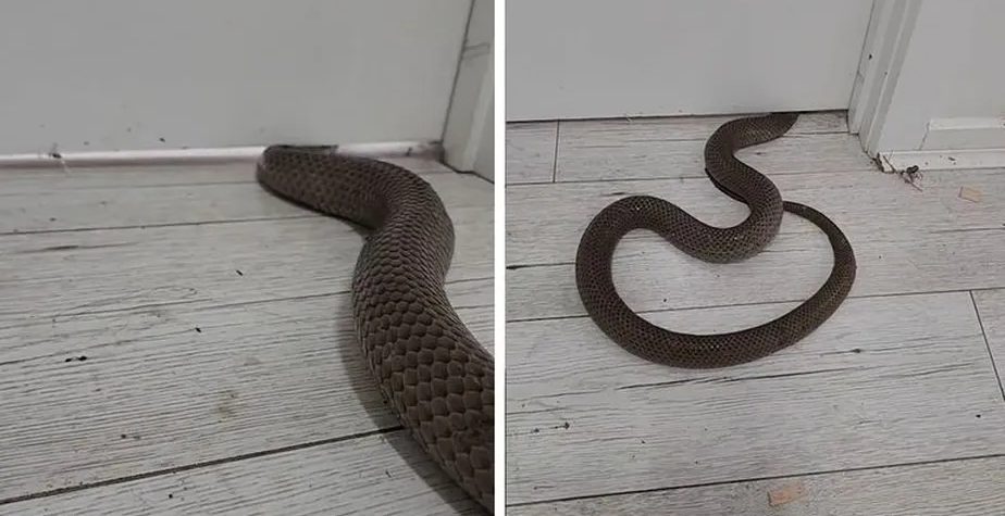 Veja Que Facilidade As Cobras Podem Achatar O Corpo Para Entrar Em