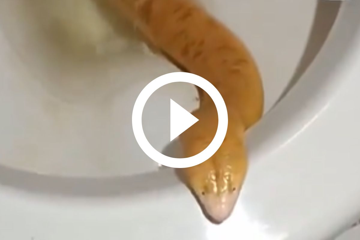 VÍDEO Cobra aparece dentro de vaso sanitário e aterroriza moradores