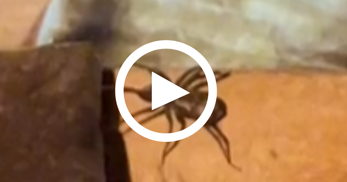 VÍDEO Fim de semana romântico acaba invasão de aranhas em chalé