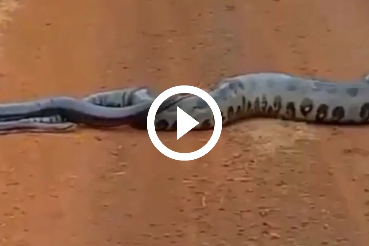 V Deo Cobra Gigante Flagrada Sendo Seguida Por Machos E Tamanho