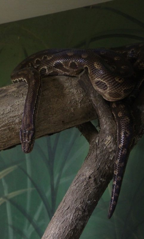 Venenosas E Gigantes Serpentes Podem Ser Visitadas Em Brusque Veja Onde