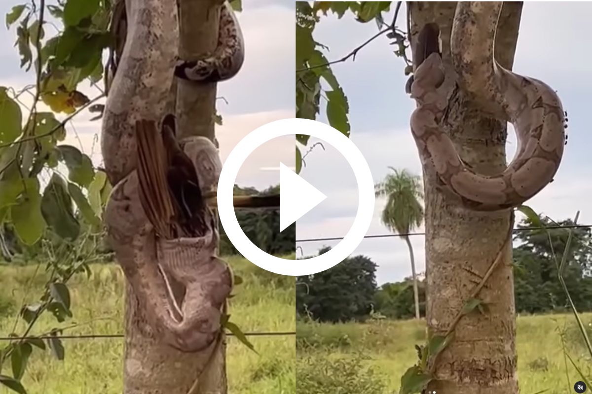 Jiboia gigante pendurada em árvore abre um bocão para engolir pássaro