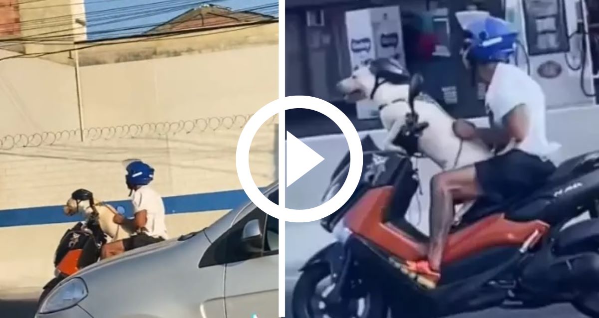 V Deo Cachorro Chama Aten O Ao Aparecer Dando Um Rol De Moto T