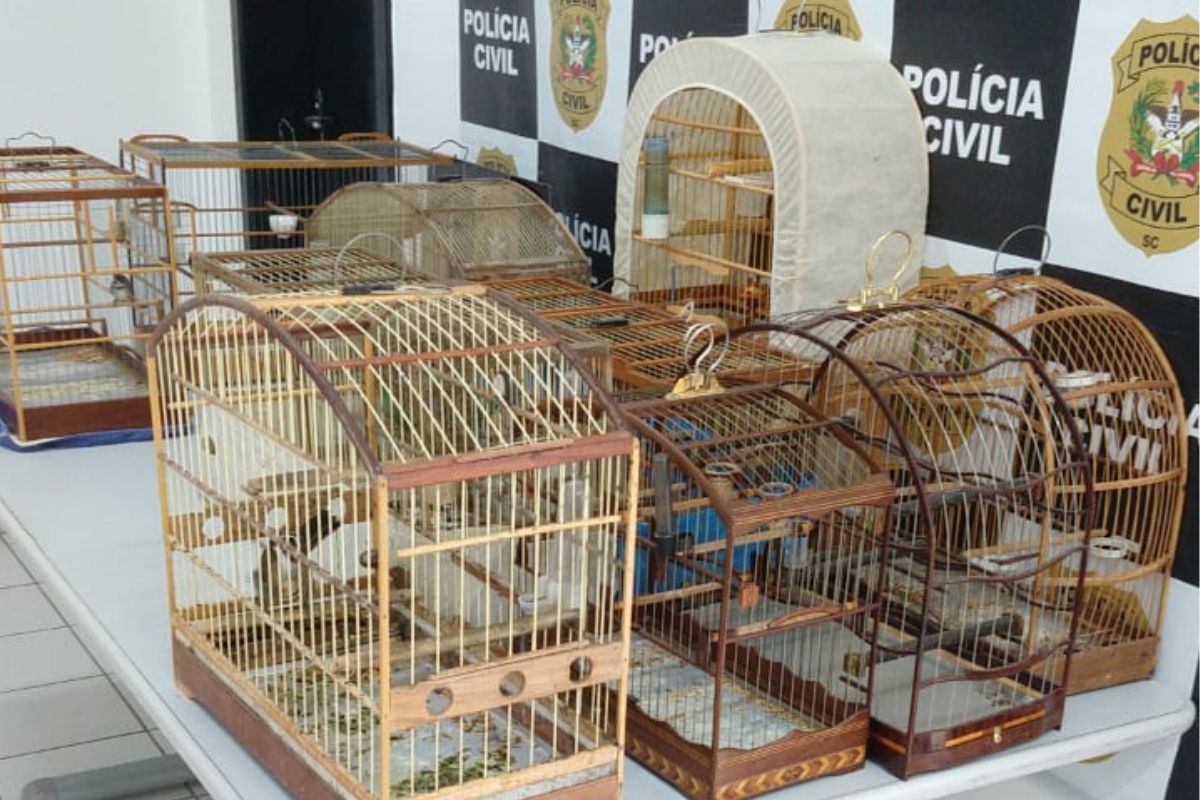 Homem Preso Por Tr Fico De Animais Silvestres Em Joinville