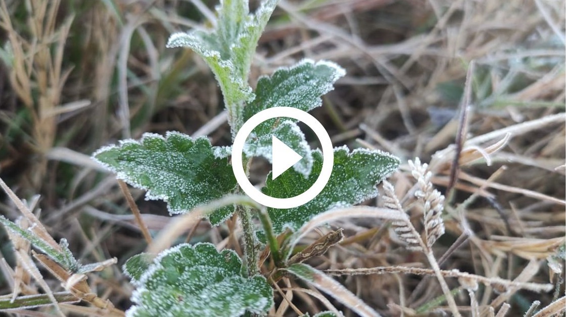 VÍDEO Geada em SC e temperaturas de 1C marcam amanhecer de sábado veja