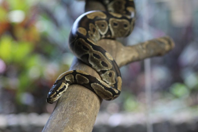 Sobe como uma molinha maior cobra do mundo é flagrada subindo