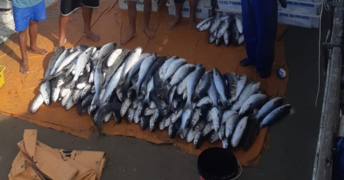 A Peixarada Toneladas De Tainha S O Capturadas No Sul De Sc V Deo