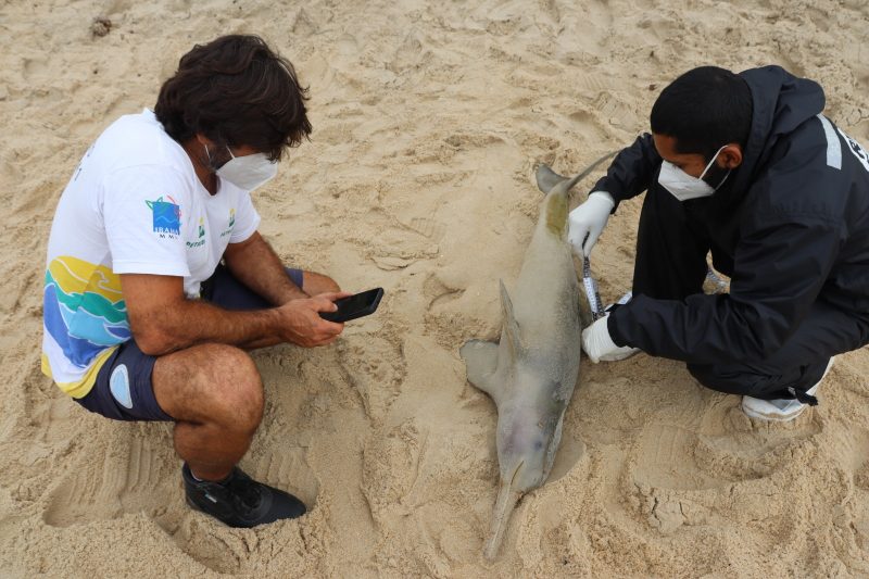 Em extinção golfinho toninha é encontrado morto por pescadores em