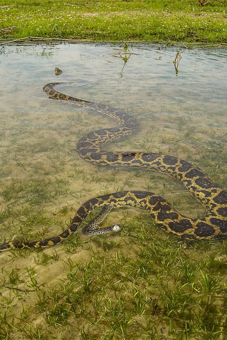 Amor selvagem sucuris se entrelaçam e param o trânsito durante