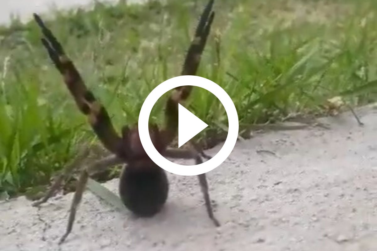 Mais Perigosa Do Mundo Homem Leva Invertida De Aranha Veneno Mortal