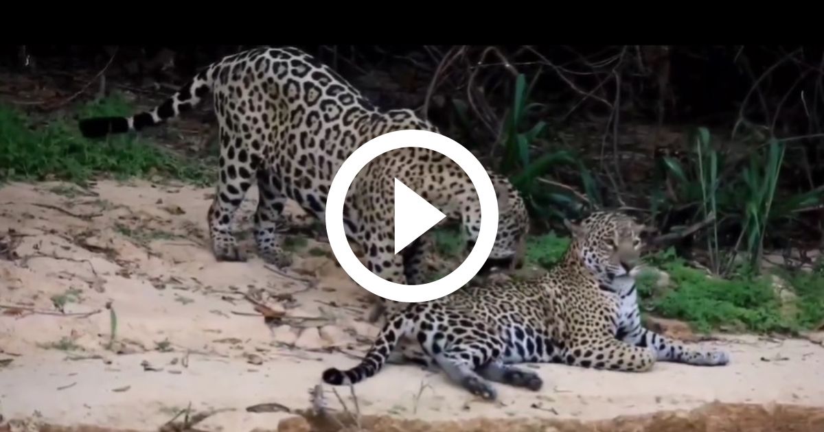 Lambeu fotógrafo da vida selvagem flagra fascinante encontro entre 2