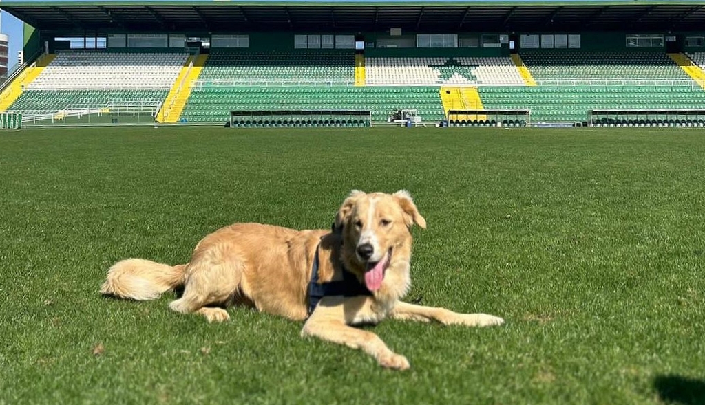 Chapecoense Procura Tutor De C O Que Apareceu Na Arena Cond